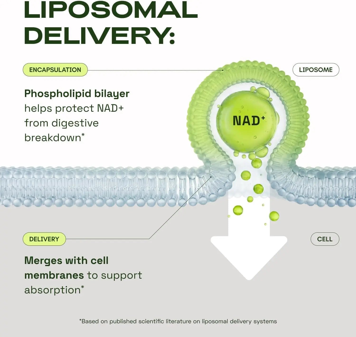 NMN Supplement Alternative – Liposomal NAD+ Supplement – Third-Party Tested – NAD CORE – 30-Day Supply – 60 Capsules ZurraHome