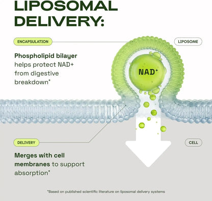 NMN Supplement Alternative – Liposomal NAD+ Supplement – Third-Party Tested – NAD CORE – 30-Day Supply – 60 Capsules ZurraHome